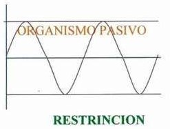 Onda Craneosacral