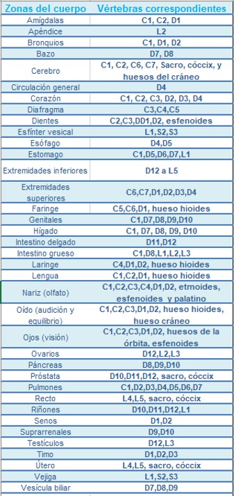 Relación Vértebras-órganos